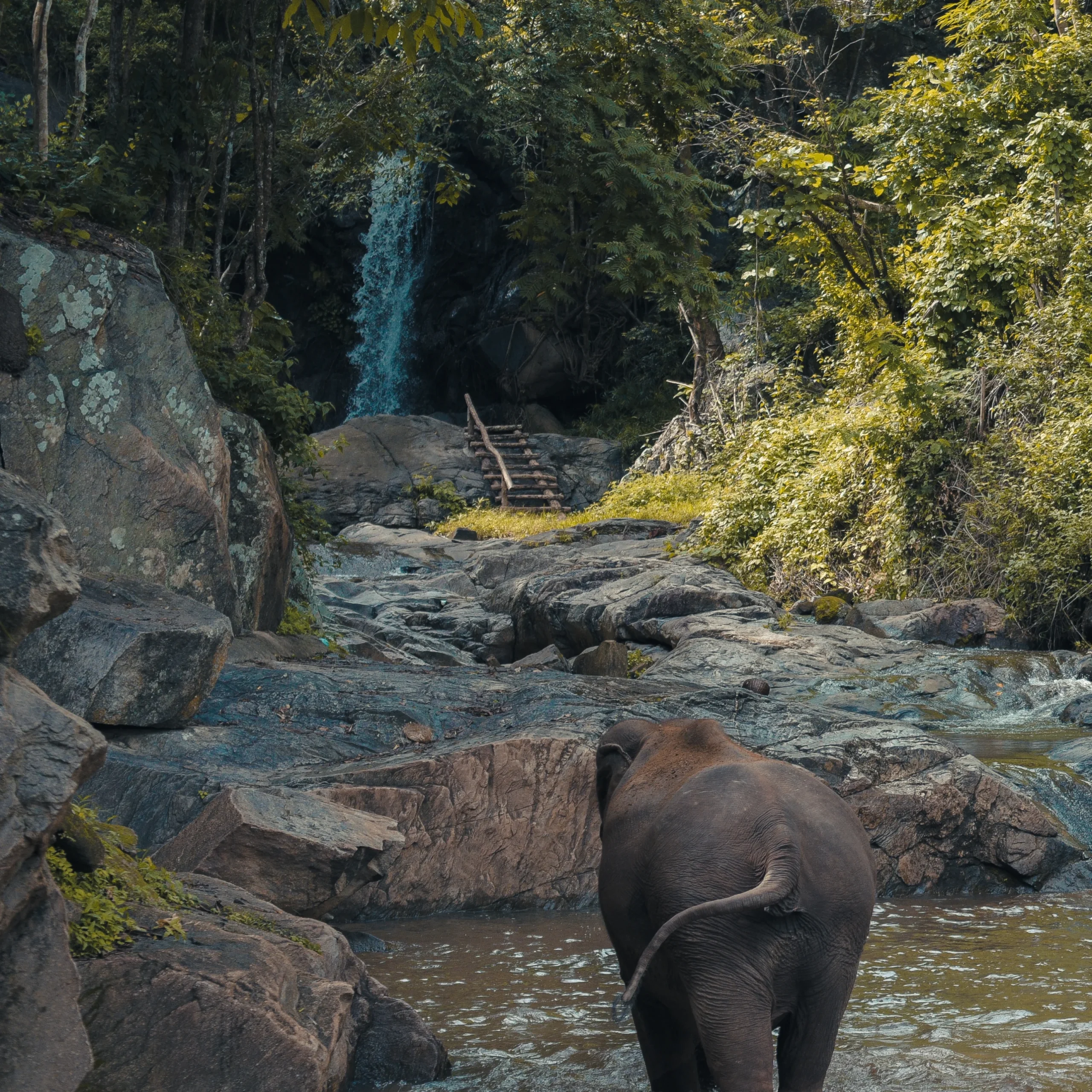 Durga-Puja-Kolkata-17-scaled-1.webp Jim Corbett Jungle Escape – 3N/4D - Image 1