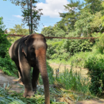 Sri Lanka Adventure Escape – 5N/6D